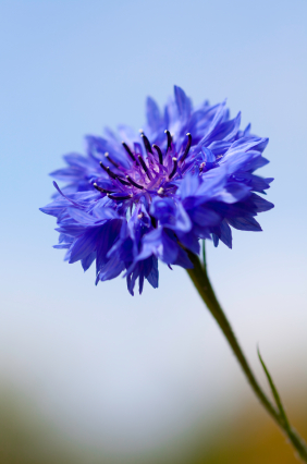 Cornflower (Bach Button) Dwarf Blue Centaurea cyanus